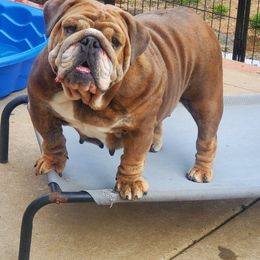 Mocha - Bulldog