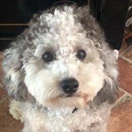 Pelu - Bernedoodle