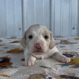 Yellow - Cream male Dachshund puppy in Poteau, Oklahoma from Sisters Dazzling Dachshunds