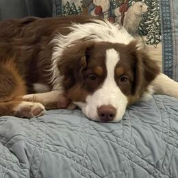 Joey - Australian Shepherd