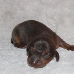 Boy 2 - Gray (blue) and tan male Dachshund puppy in Paris, Texas from Kuttin’ Up Mini Aussies