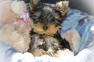 Yorkie puppy