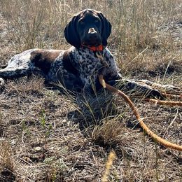 German Shorthaired Pointer Puppies from Dem Feuerhaus Gun Dogs