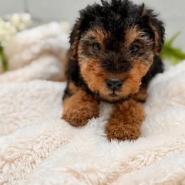 Grey Male - Black and tan male Welsh Terrier puppy in Marshallville, Ohio from Anne's Pups
