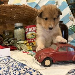 Luke - Sable and white male Collie puppy in Sedalia, Missouri from Brown Acres Collies