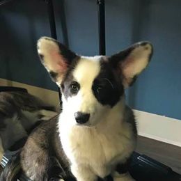 Risky - Cardigan Welsh Corgi