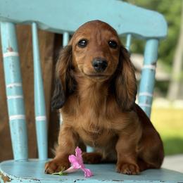 Praline 4000dollars - Red female Dachshund puppy in Crystal, Michigan from Mare-bella Dachshunds