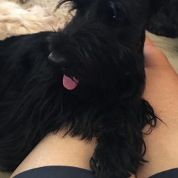 Jeanie - Scottish Terrier