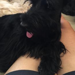 Jeanie - Scottish Terrier