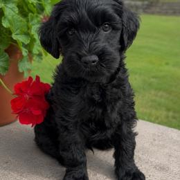 Chandler - blue collar - Black male Labradoodle puppy in Beavercreek, Oregon from Auburn Sky Labradoodles