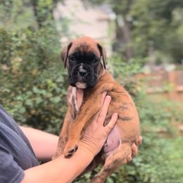 EUROPEAN Dreux - Brindle male Boxer puppy in Purdy, Missouri from Luxe Dynasty