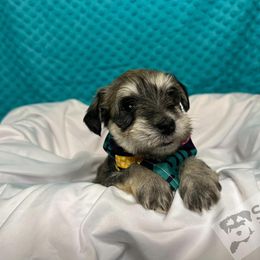 Miniature Schnauzer Puppies from S & S Miniature Schnauzer