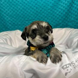 Miniature Schnauzer Puppies from S & S Miniature Schnauzer
