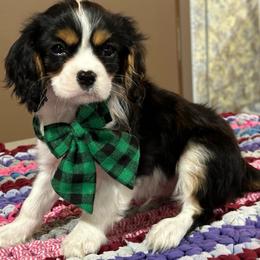 Blitz - Tri-color male Cavalier King Charles Spaniel puppy in Shipshewana, Indiana from Shelli's Puppies