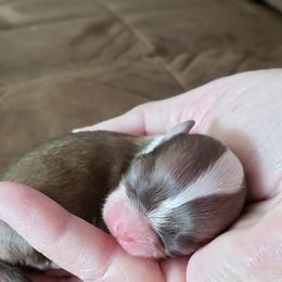 Chihuahua Puppies from Toyville Chihuahuas