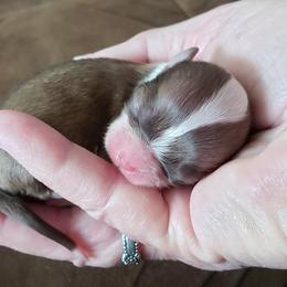 Chihuahua Puppies from Toyville Chihuahuas