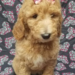 Bernedoodle, Goldendoodle, and Poodle Puppies from Granton Creek