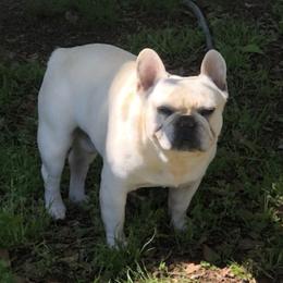 Boston Terriers and French Bulldogs from Southern Bulldogs