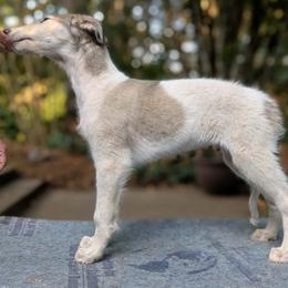 Slade - Cream male Borzoi puppy in Sherwood, Oregon from Arcaniss Borzoi