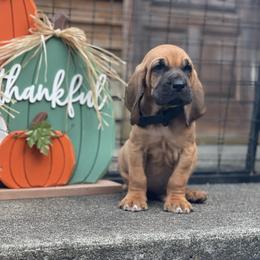 Black collar boy - Red male Bloodhound puppy in Paoli, Indiana from Houndsarunning Bloodhounds