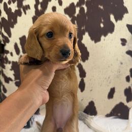 AKC LH Recessive Red (hidden dapple) - Red female Dachshund puppy in Cottonwood, California from Circle C Farm