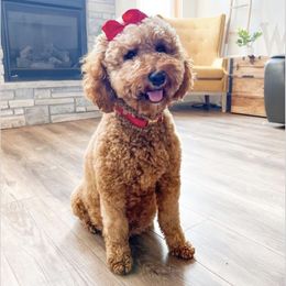 Dottie - Goldendoodle