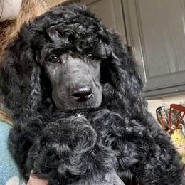Elmo - Black male Poodle puppy in Greenwich, New York from MizzElle’s Standard Poodles