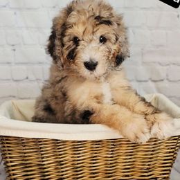 Pearl - Merle female Saint Berdoodle puppy in Battle Ground, Washington from Mad Hatter Farms Saint Berdoodles