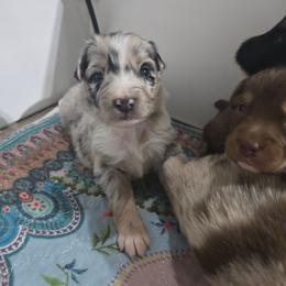 Light pink girl - Blue merle female Australian Shepherd puppy in Rainsville, Alabama from Chaparro Farm