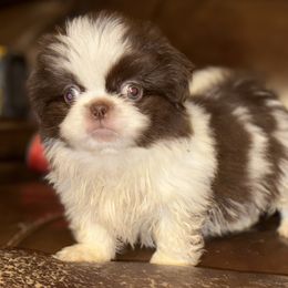 Mario - Red male Pekingese puppy in Plano, Texas from Dogs lovers