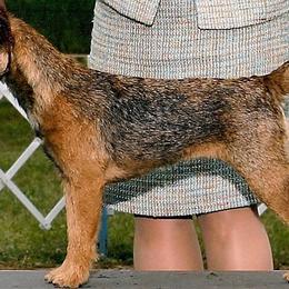 Border Terriers from Gusto Border Terriers