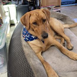 Dachshund and Labrador Retriever Puppies from Honeydew Ranch