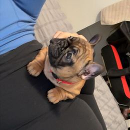 Red girl - Fawn female French Bulldog puppy in Berea, Kentucky from Bully Life Farms