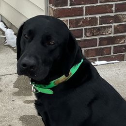 Meister - Labrador Retriever