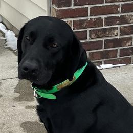 Meister - Labrador Retriever