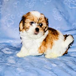 Koda - Parti male Lhasa Apso puppy in Hillsboro, Oregon from Luv-N-Laughter Lhasa Apsos