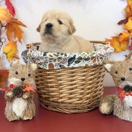 Ms Yellow - Golden female Golden Retriever puppy in Overton, Nevada from Sinfully Sweet Kennel