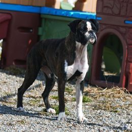 Danika - Boxer