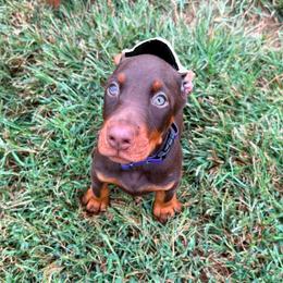 Red Female 1 - Red and rust female Doberman Pinscher puppy in Wirtz, Virginia from Ludic Kennels