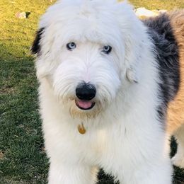 Frosty - Old English Sheepdog