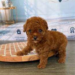 Tiny Daisy - Red  female Poodle puppy in Cape Coral, Florida from Ruby the poodle