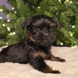 Daisy - Black and gold female Yorkshire Terrier puppy in Mountain Grove, Missouri from Precious Puppies