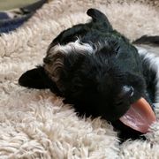 Mudi puppies from Wodan Kennels