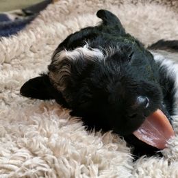 Mudi puppies from Wodan Kennels