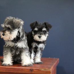 Miniature Schnauzer Puppies from Clay Hill Kennels