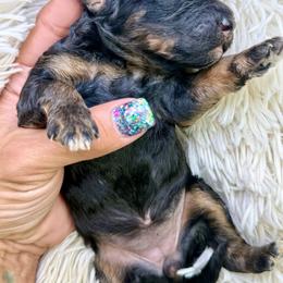 Phantom Female - Phantom female Bernedoodle puppy in Crete, Illinois from Plum Valley Pups