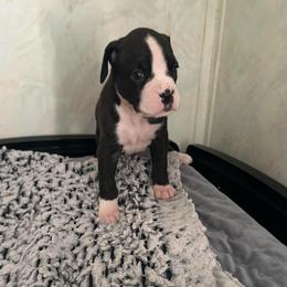 Girl 1 - Brindle female Boxer puppy in Lakeland, Florida from Cote's Boxers