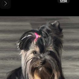Gracie - Yorkshire Terrier