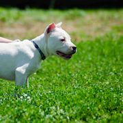 Dogo Argentino and Pembroke Welsh Corgi Puppies from Storm Dogos & Country Corgis