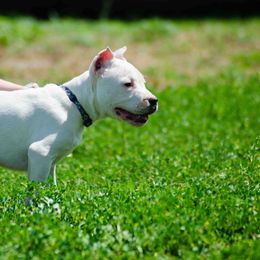 Dogo Argentino and Pembroke Welsh Corgi Puppies from Storm Dogos & Country Corgis